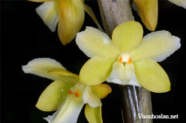 Dendrobium cinereum