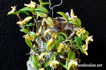 Dendrobium pachyphyllum