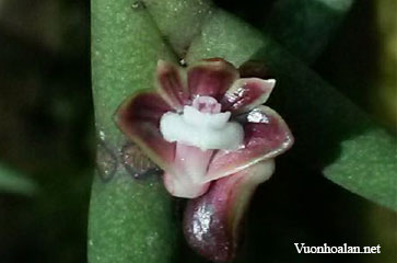 Dendrobium auyongii