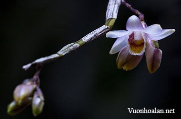 Hoàng thảo sọc đỏ - Dendrobium umbonatum