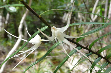 Dendrobium camaridiorum