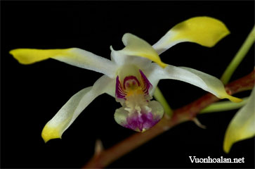 Dendrobium canaliculatum