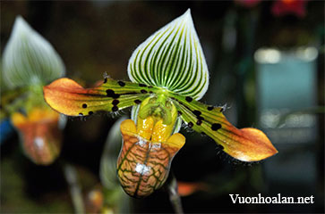 Những khuyến cáo dành cho người mới chơi lan hài Paphiopedilum