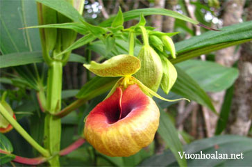 Lan hài Slipper Orchid – Công cuộc lại tạo