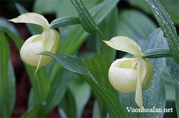 Lan hài Cypripedium amesianum