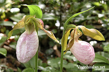 Lan hài Cypripedium acaule