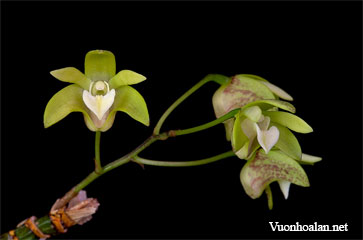 Dendrobium adae – Ada's Dendrobium