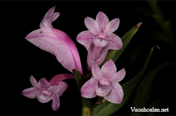 Dendrobium baeuerlenii