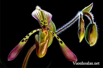 Nuôi trồng lan hài - Slipper Orchid