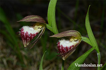 Lan hài Cypripedium Arietinum