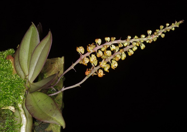 Abdominea minimiflora