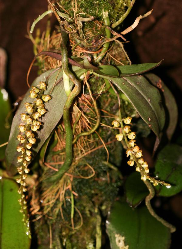 Abdominea minimiflora