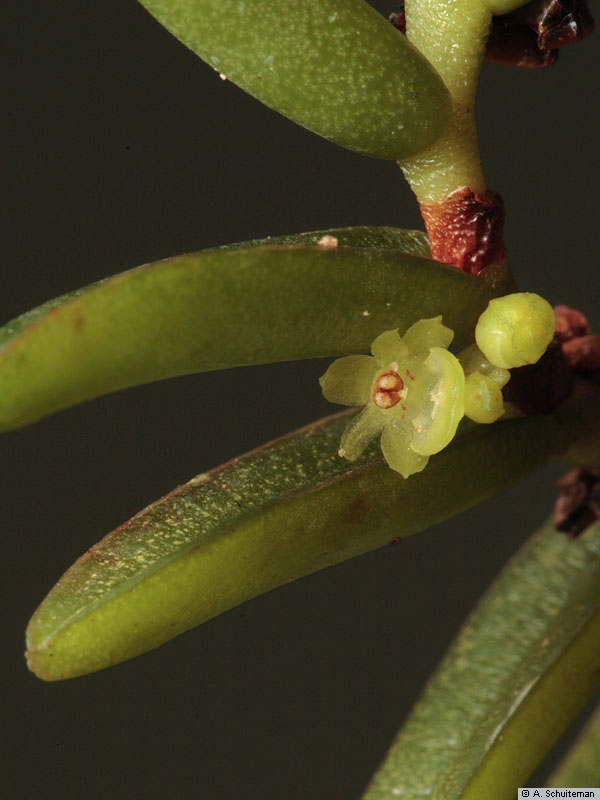 Adenoncos vesiculosa Carr