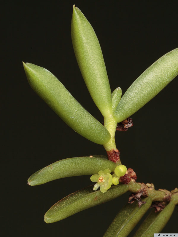 Adenoncos vesiculosa Carr