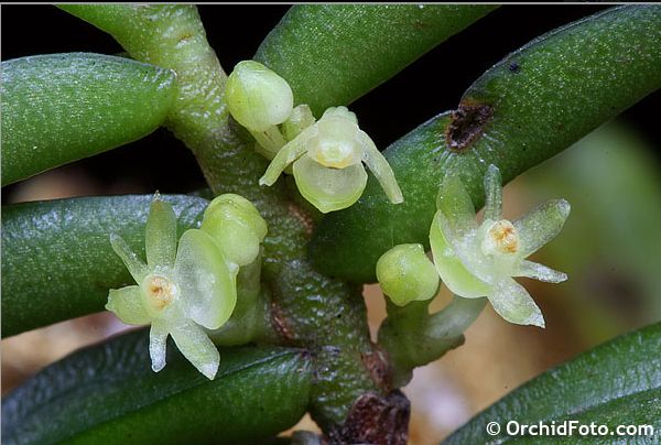 Adenoncos vesiculosa Carr