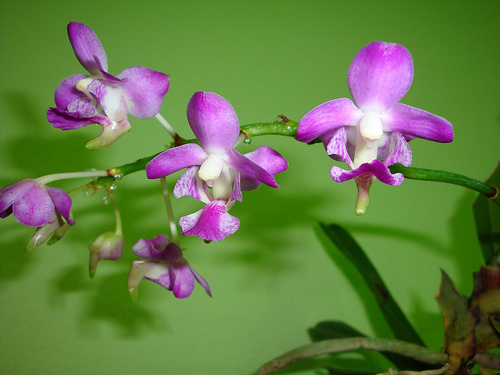 Giáng hương hồng nhạn - Aerides crassifolium