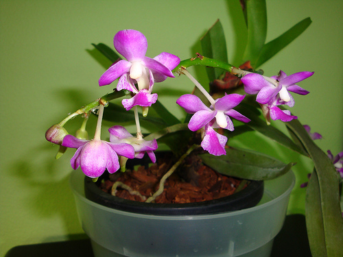 Giáng hương hồng nhạn - Aerides crassifolium