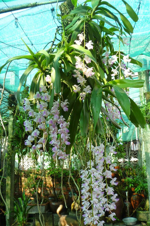 Giáng hương Tam bảo sắc - Aerides falcata