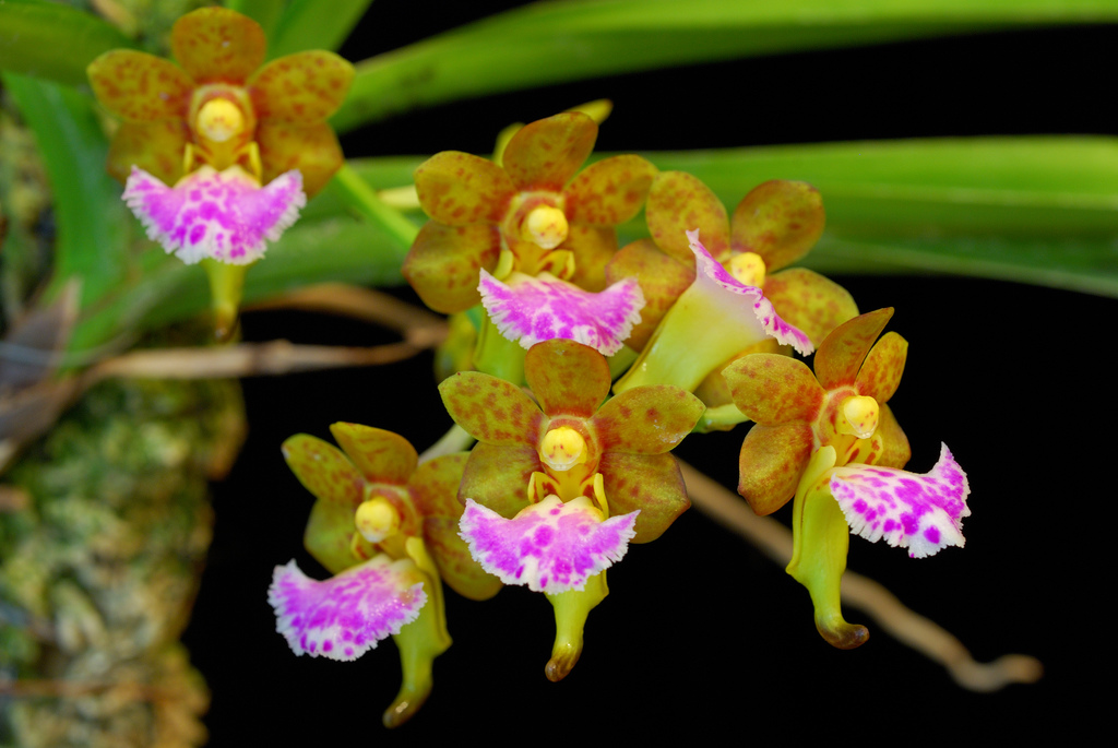 Aerides flabellata - Giáng hương môi quạt