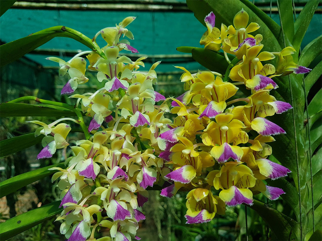 Giáng hương quế nâu - Aerides houllettiana