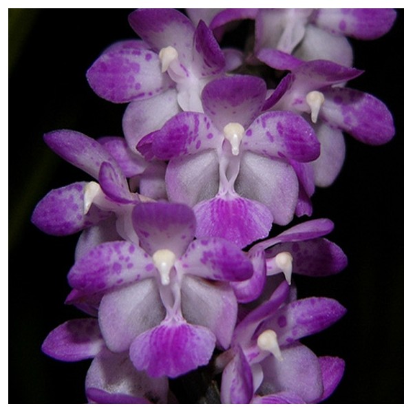 Sóc lào - Aerides multiflora