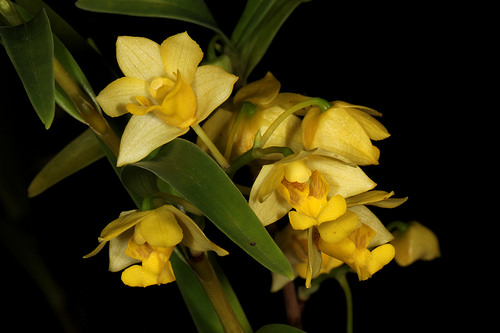 Dendrobium agrostophyllum