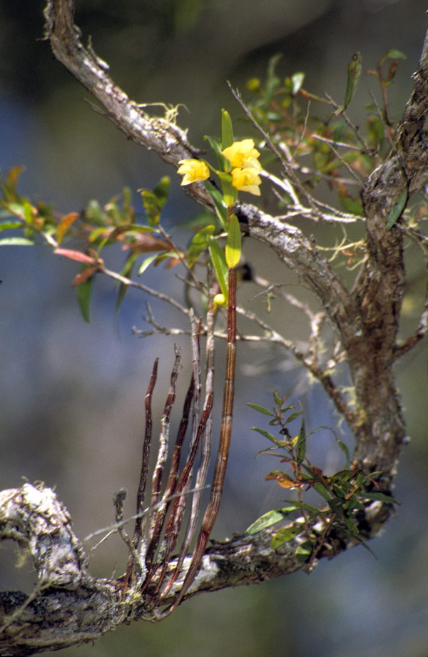 Dendrobium agrostophyllum