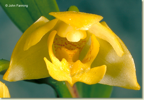 Dendrobium agrostophyllum