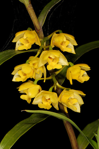 Dendrobium agrostophyllum