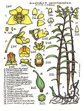 Dendrobium agrostophyllum