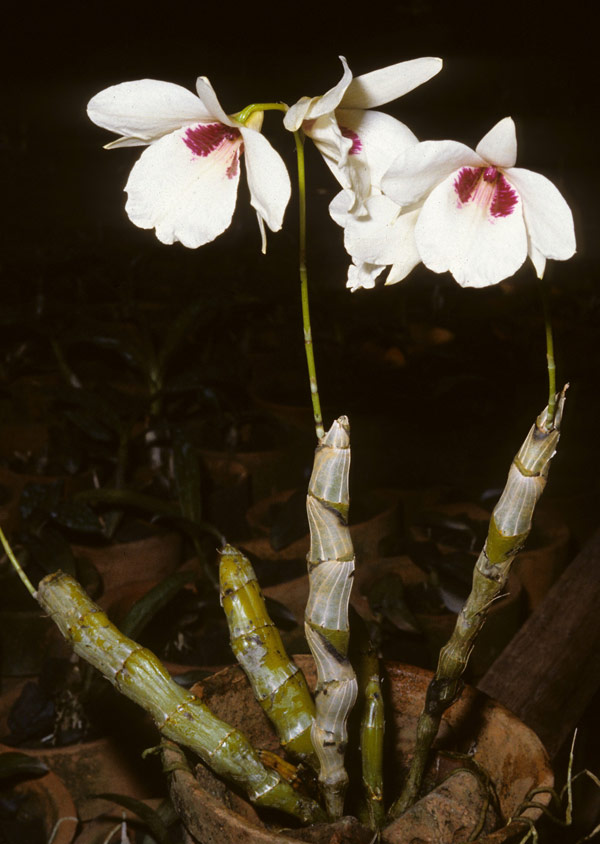 Dendrobium albosanguineum