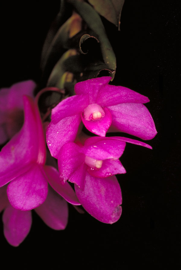 Dendrobium alderwereltianum