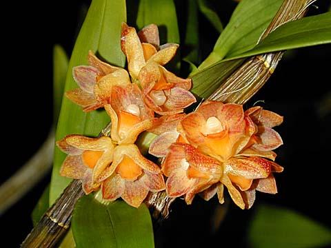 Dendro alterum