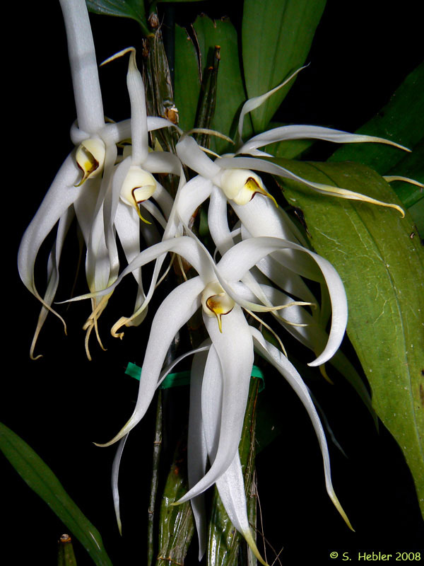 Dendrobium amboinense