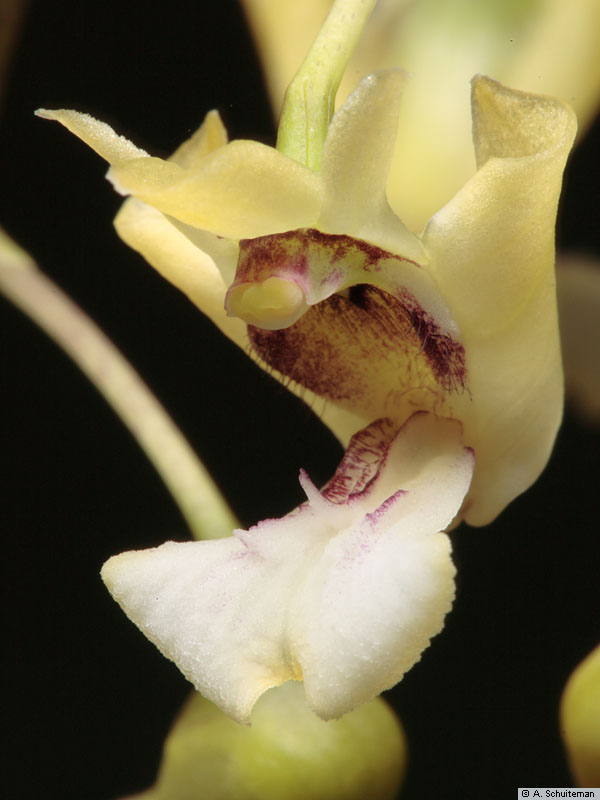 Dendrobium angustipetalum