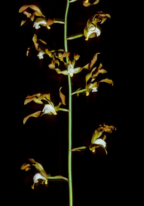 Lan Bạc diệp tối, tài lan lục đen - Ania viridifusca