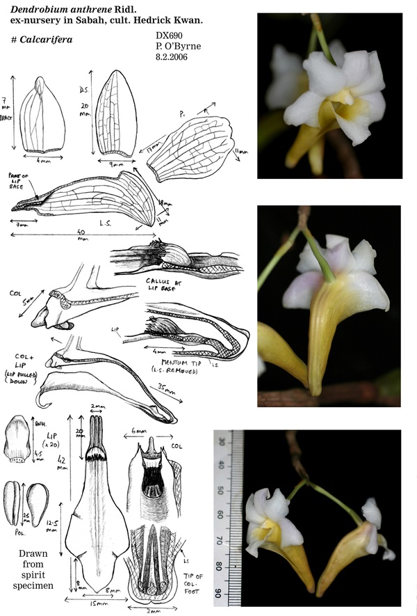 Dendrobium anthrene