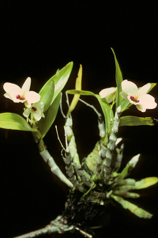 Dendrobium aphrodite