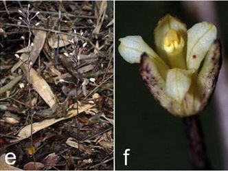 Aphyllorchis simplex Tang