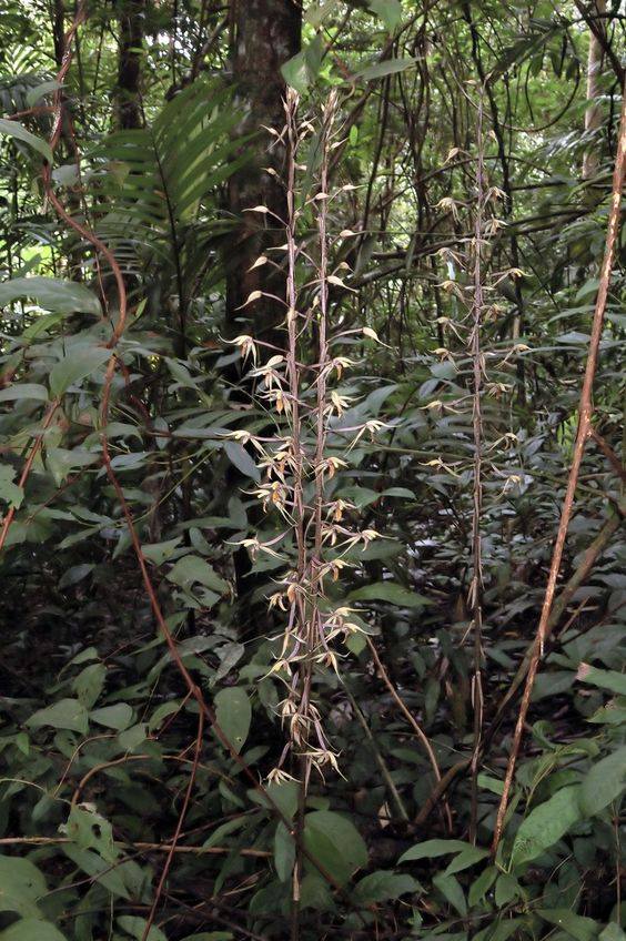 Aphyllorchis caudata- Âm lan