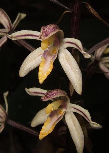 Aphyllorchis pallida