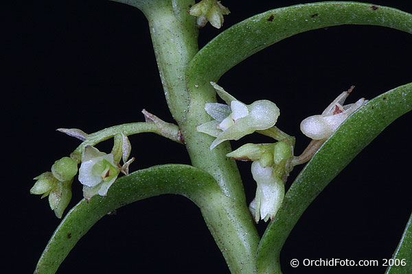 Appendicula hexandra - Vệ lan lục hùng, Lan chân rết thõng