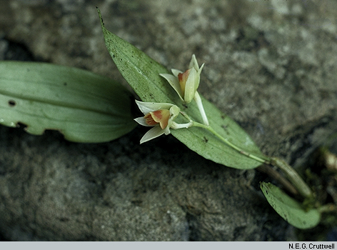 Dendrobium armeniacum