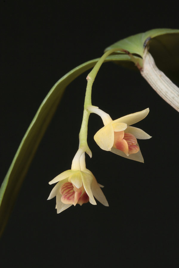 Dendrobium armeniacum