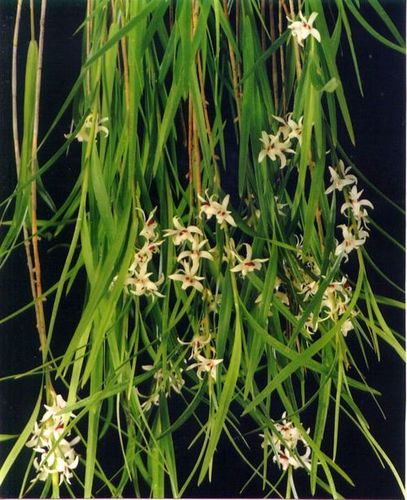 Dendrobium armitiae