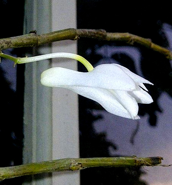 Dendrobium atjehense