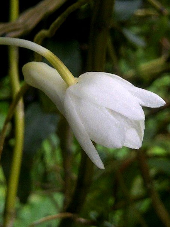 Dendrobium atjehense