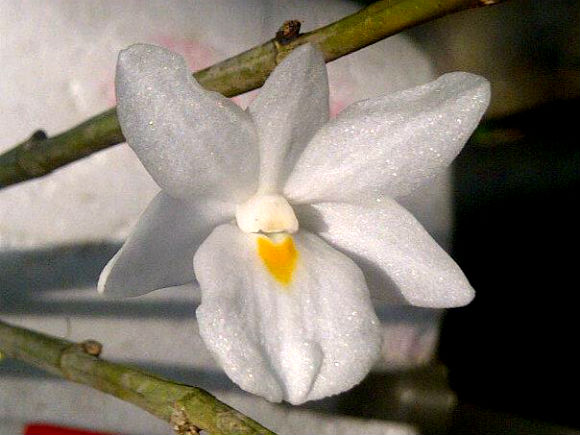 Dendrobium atjehense