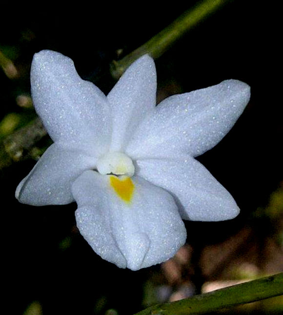 Dendrobium atjehense