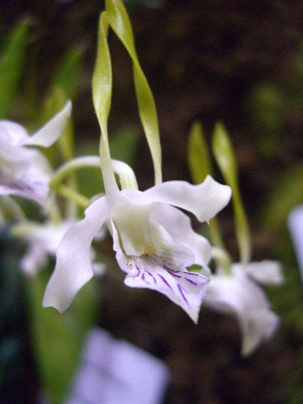 Dendrobium attenuatum